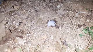 I brought my nephew to the garden away from the house and got him to fuck my pussy and it came into my vagina. - 14 image