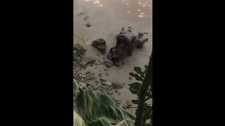 Ebony takes BBC on the beach!!! - 1 image