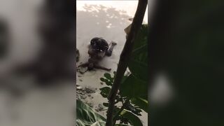 Ebony takes BBC on the beach!!! - 11 image