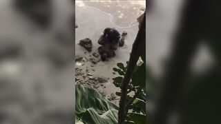 Ebony takes BBC on the beach!!! - 7 image