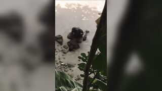 Ebony takes BBC on the beach!!! - 9 image