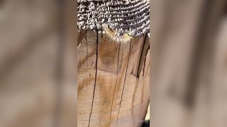 Big PAWG Teasing Big dick black Cock. Milf Ass. Wow - 10 image